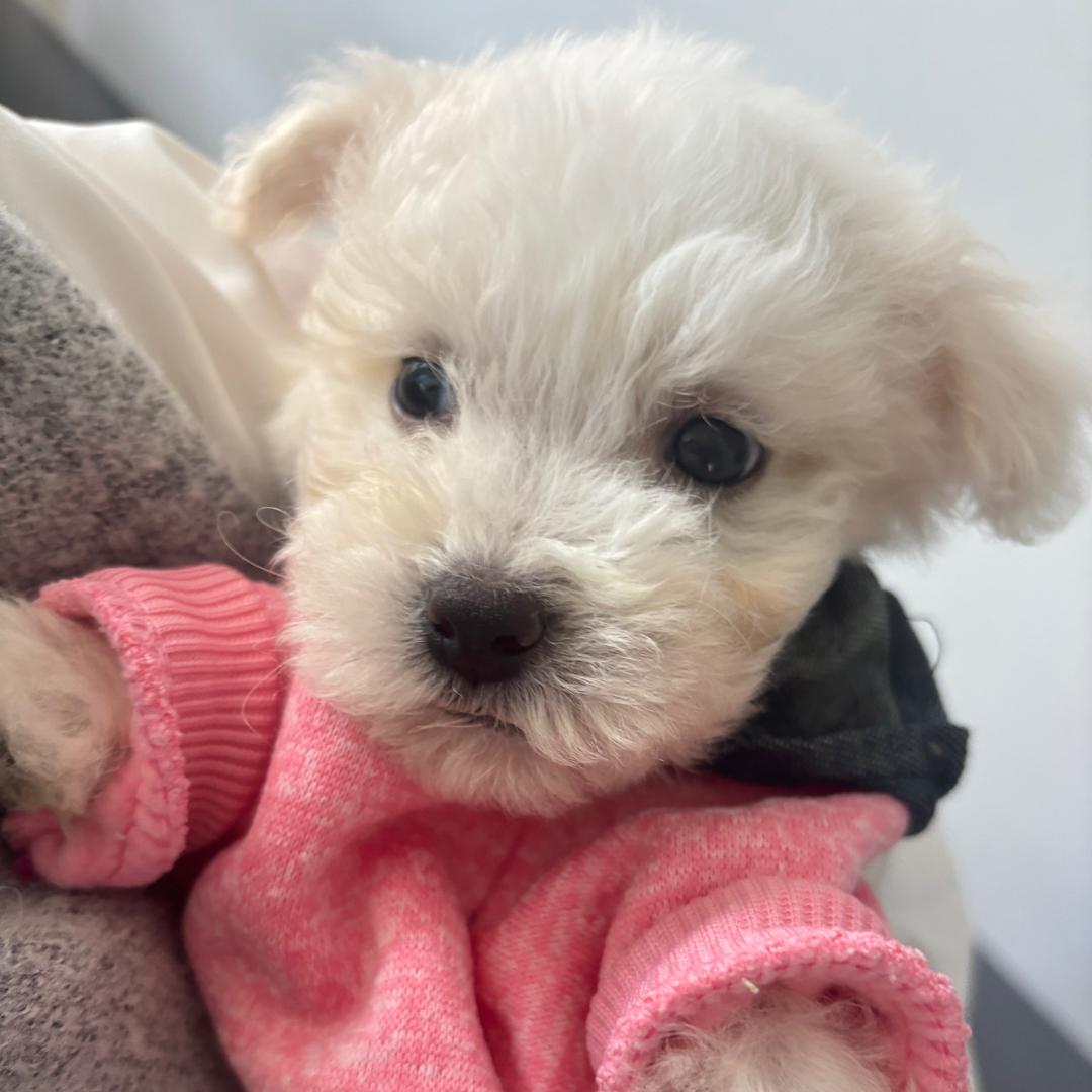 哆咪（四个月版）