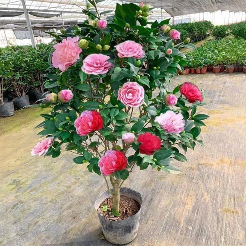暖意花卉
