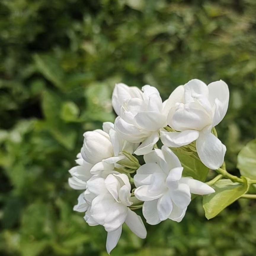 横州市茉莉花茶厂家在安溪茶博汇
