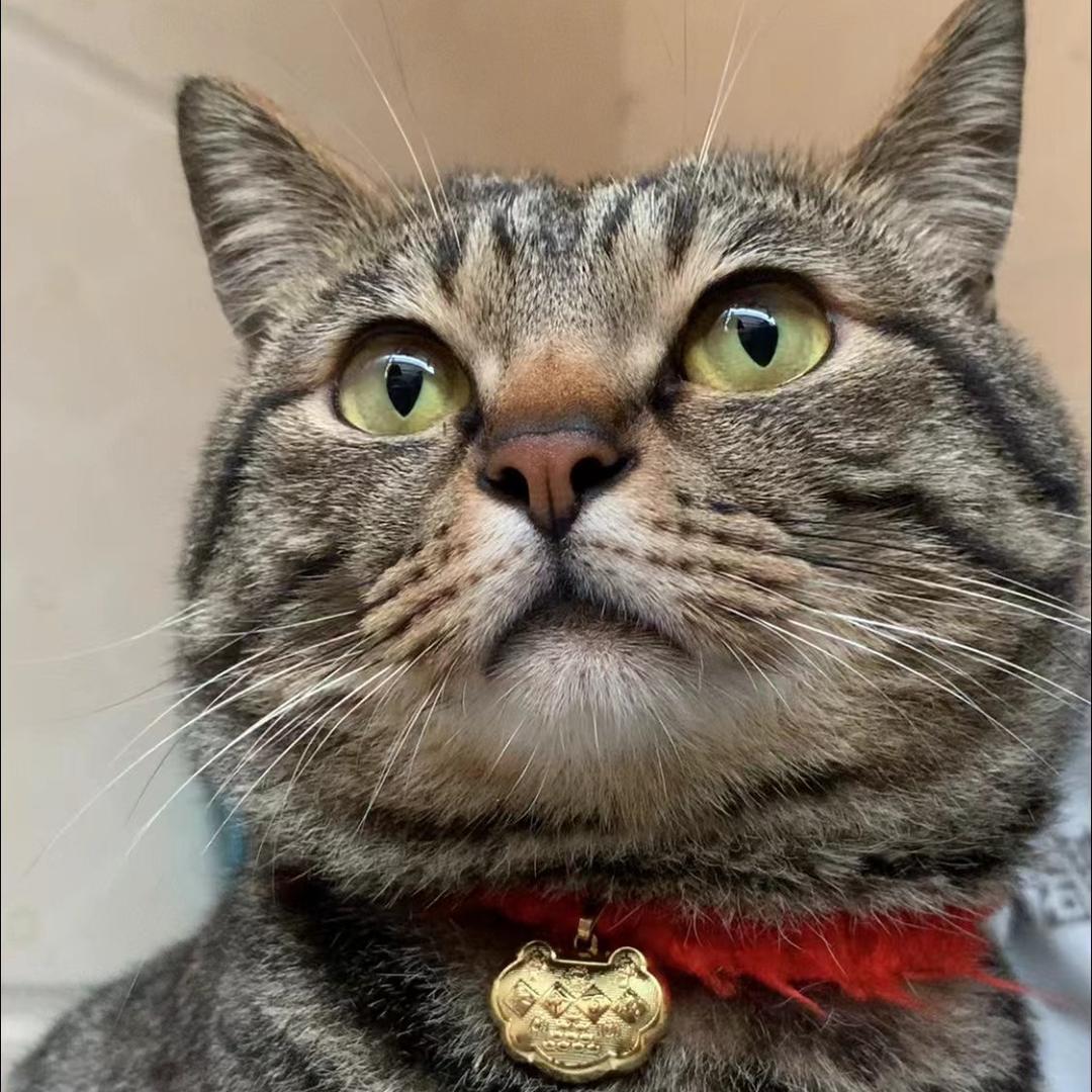 🌈崽崽是只狸花猫🐯
