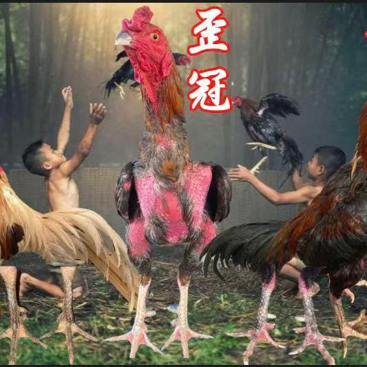 永德泰鸡养殖