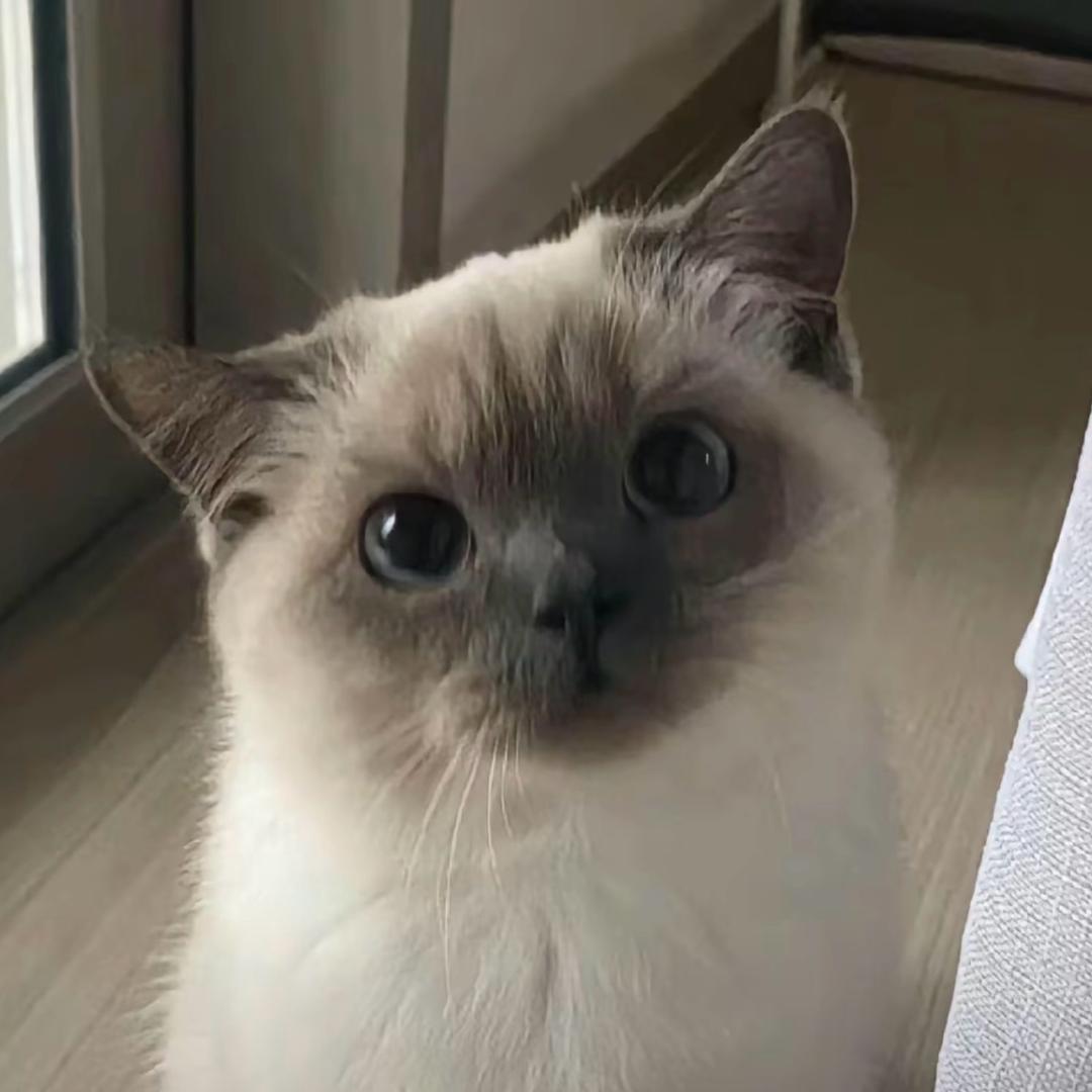 喵妙妙宠物猫砂（源头工厂）