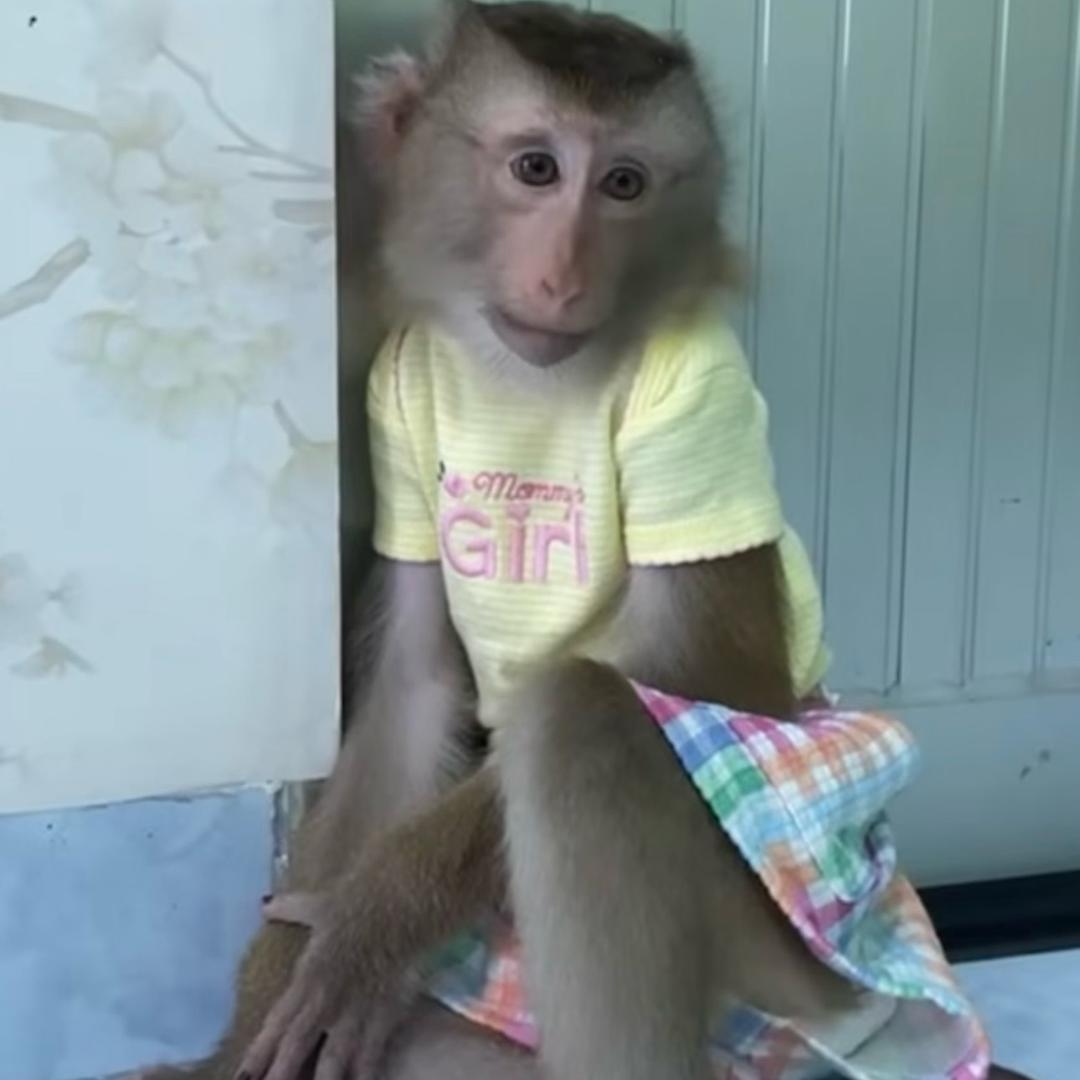 咕噜咕噜🐒