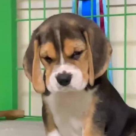 起个名字真难呀！