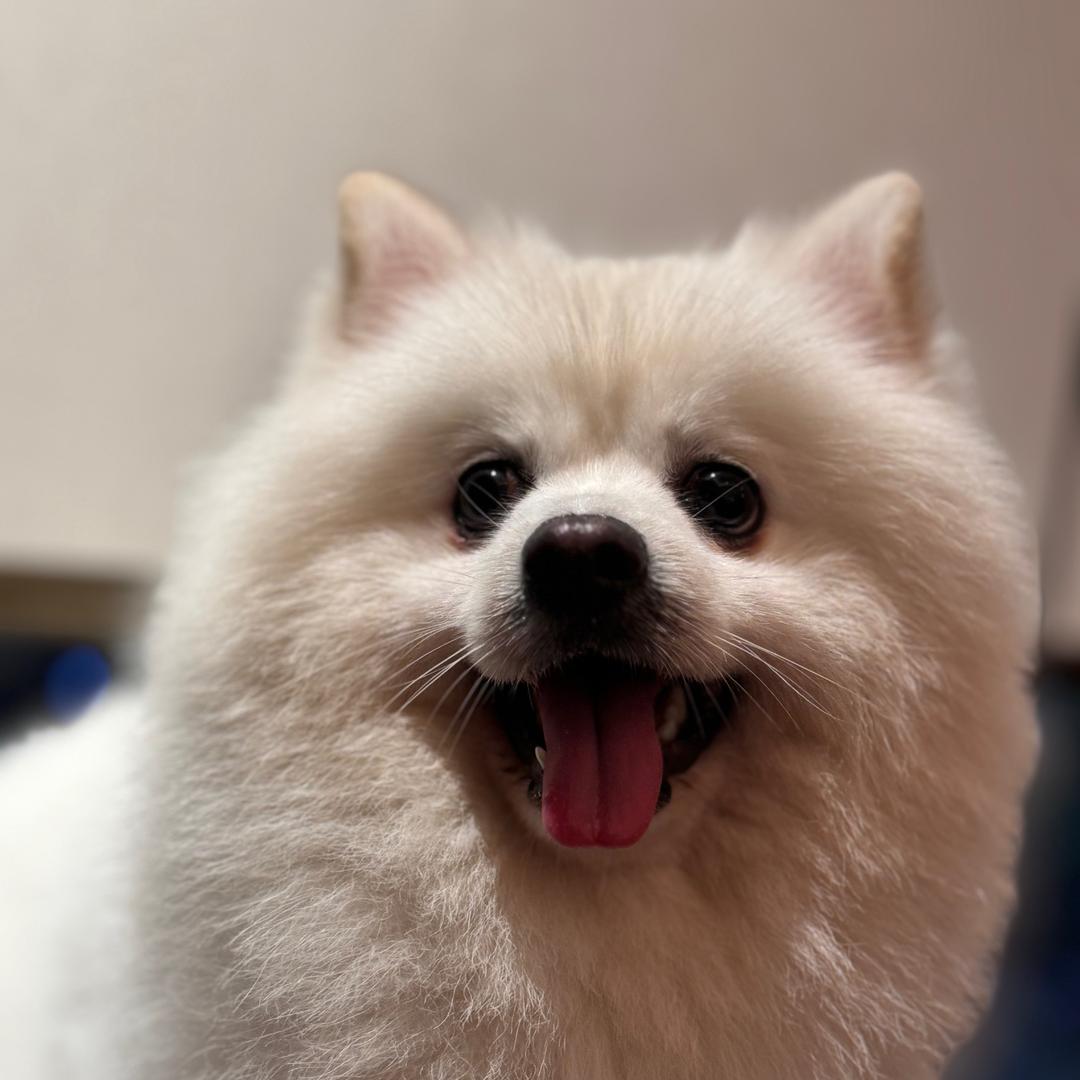 是豆包吖