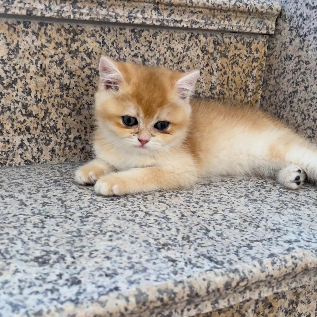 圆圆包子