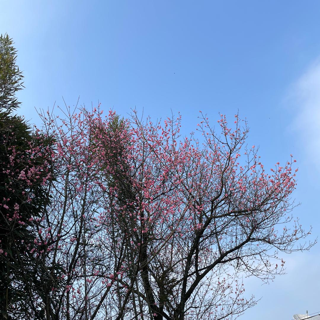 熏晕