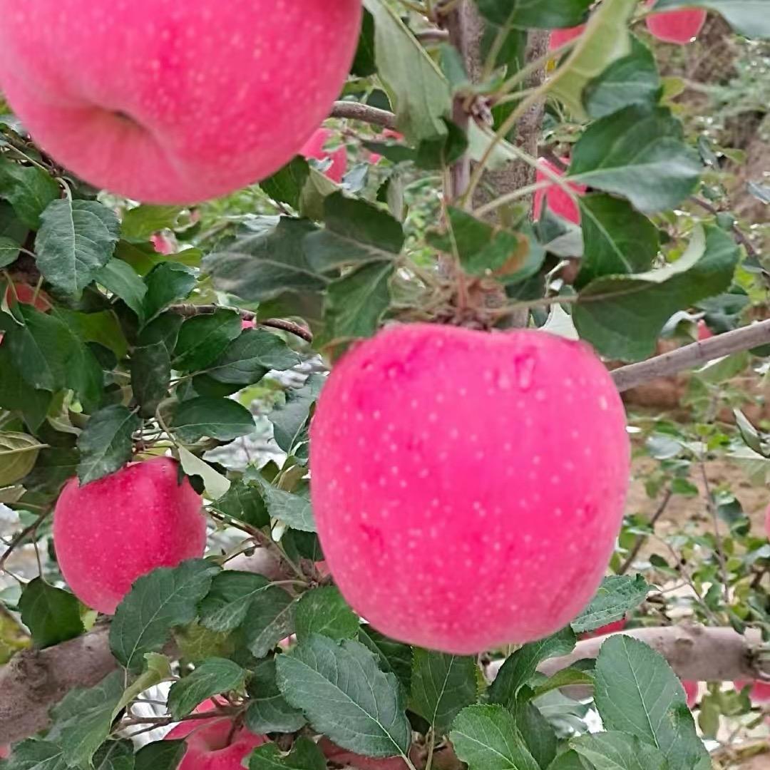 烟台栖霞红富士果园直发