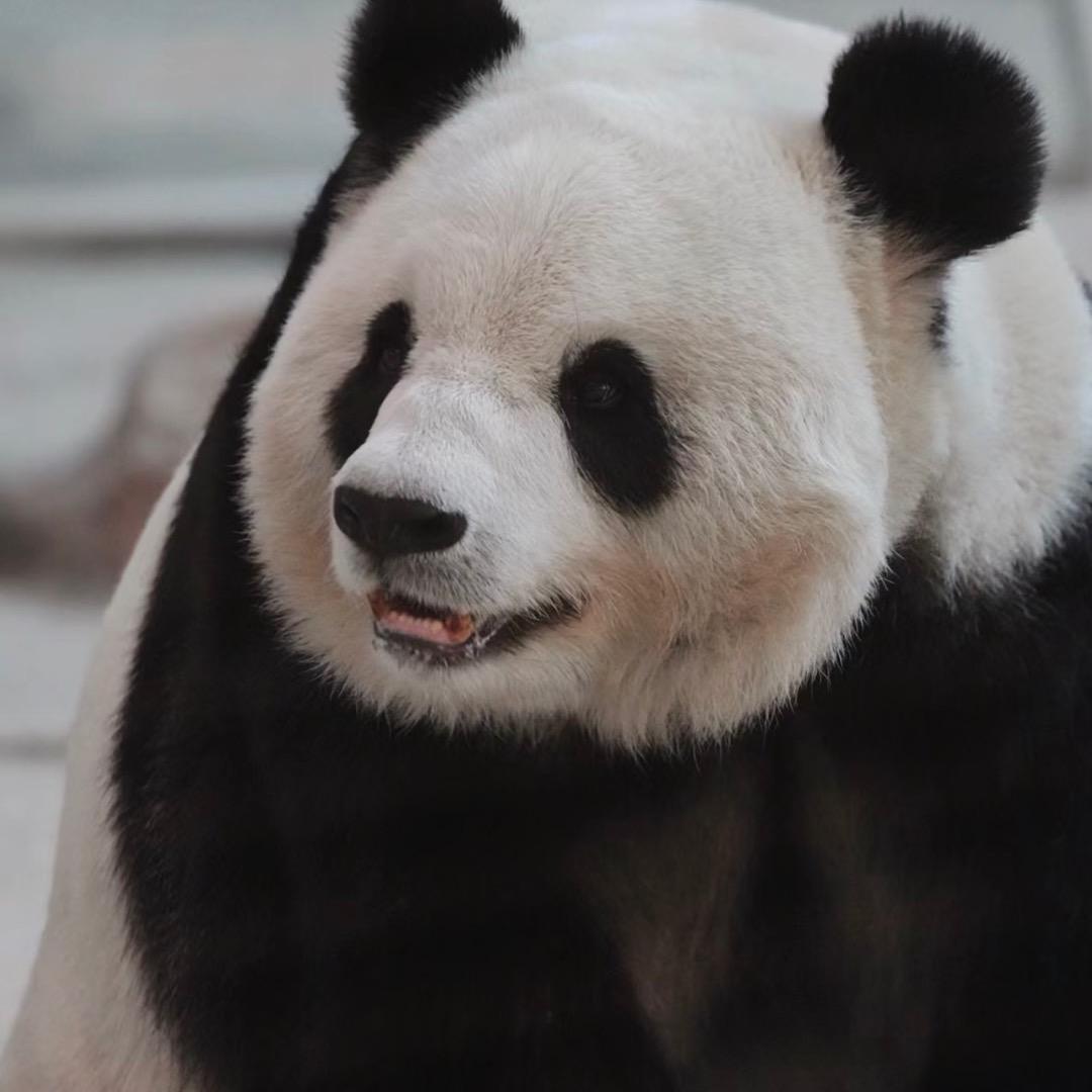 哈尔滨亚布力熊猫馆