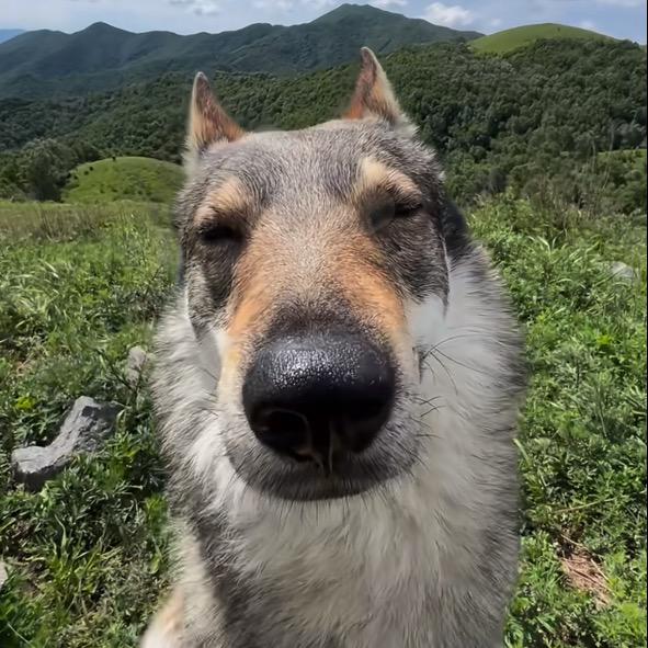 眯茂咪
