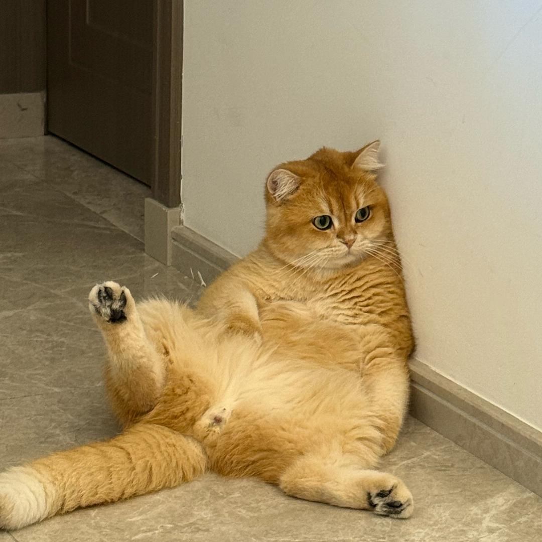 yo yo