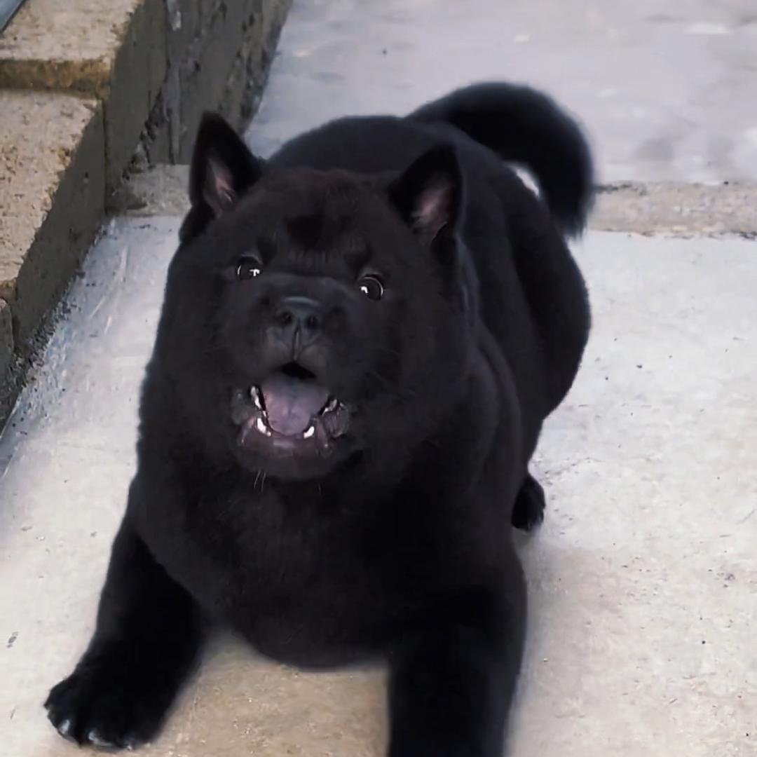 五黑犬之家2号