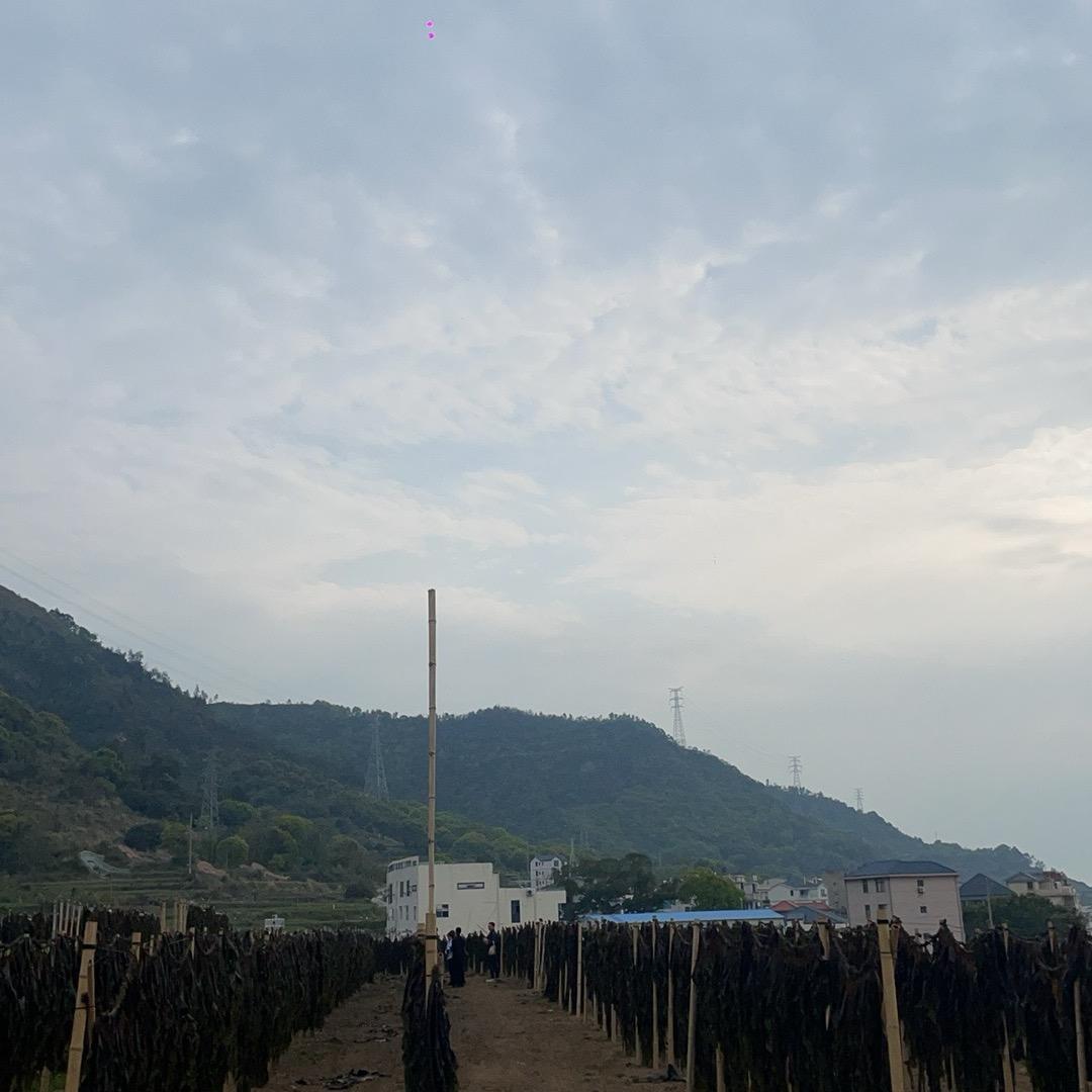 海带爷爷