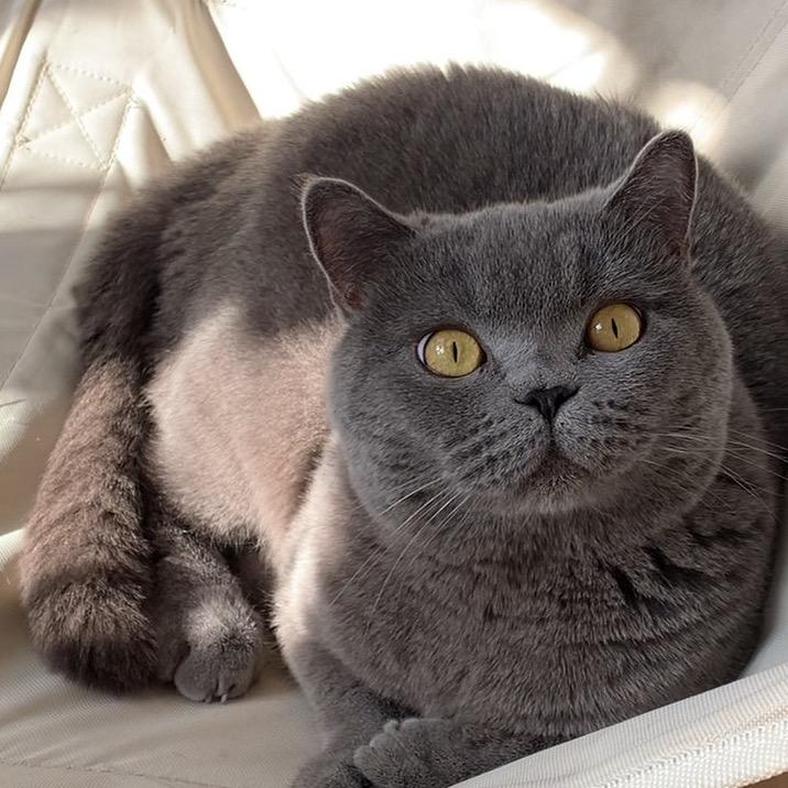 大儿月饼