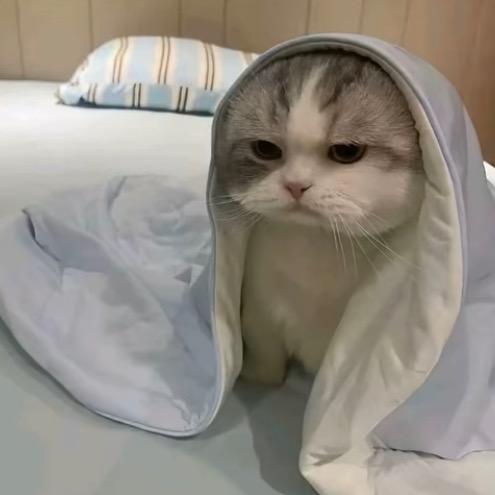 阿渝