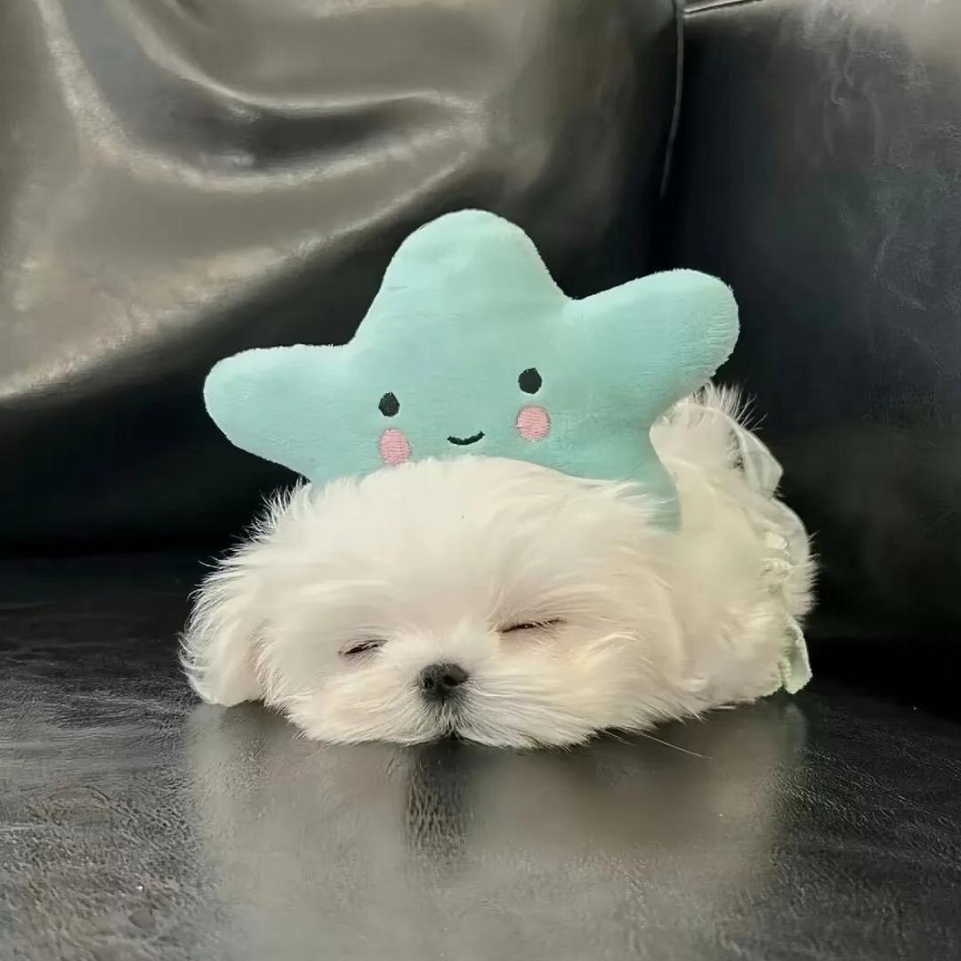 一碗鱼🐟