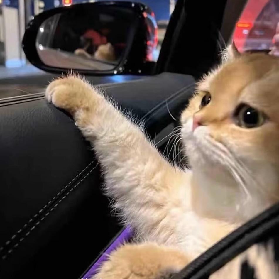 凌晨的猫