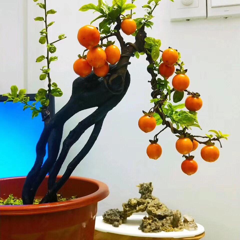 金弹哥盆景园艺