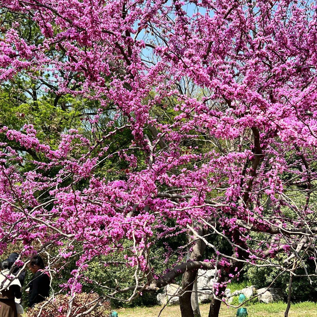 旭明