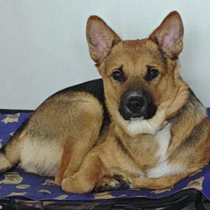 煤球是只田园犬