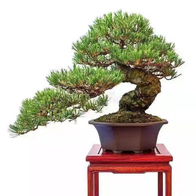 木木盆景