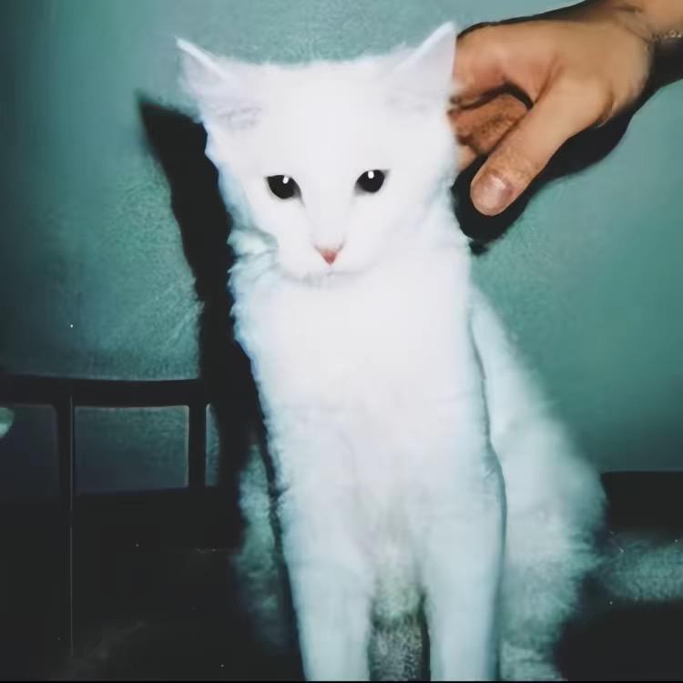 树楠椿下