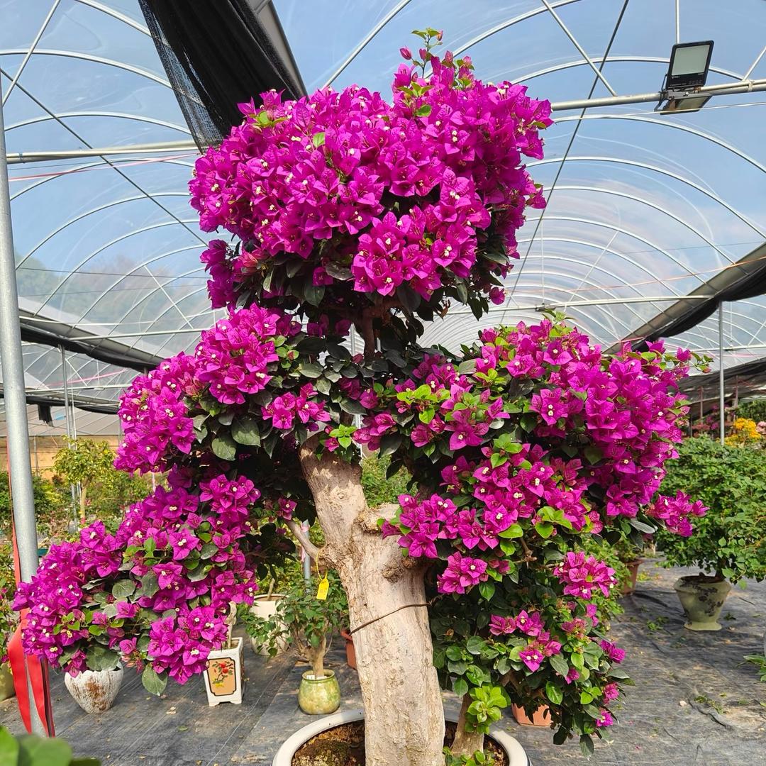 花花世界三角梅花卉基地