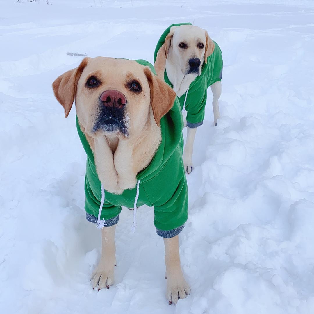 拉布拉多-霸道小七@抖音