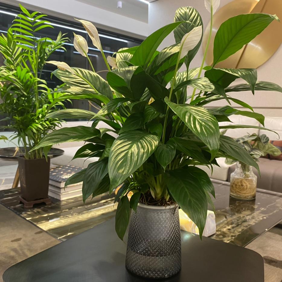 植愈
