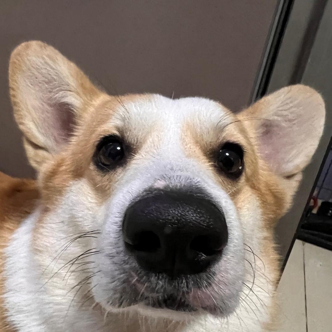 琳儿响叮铛