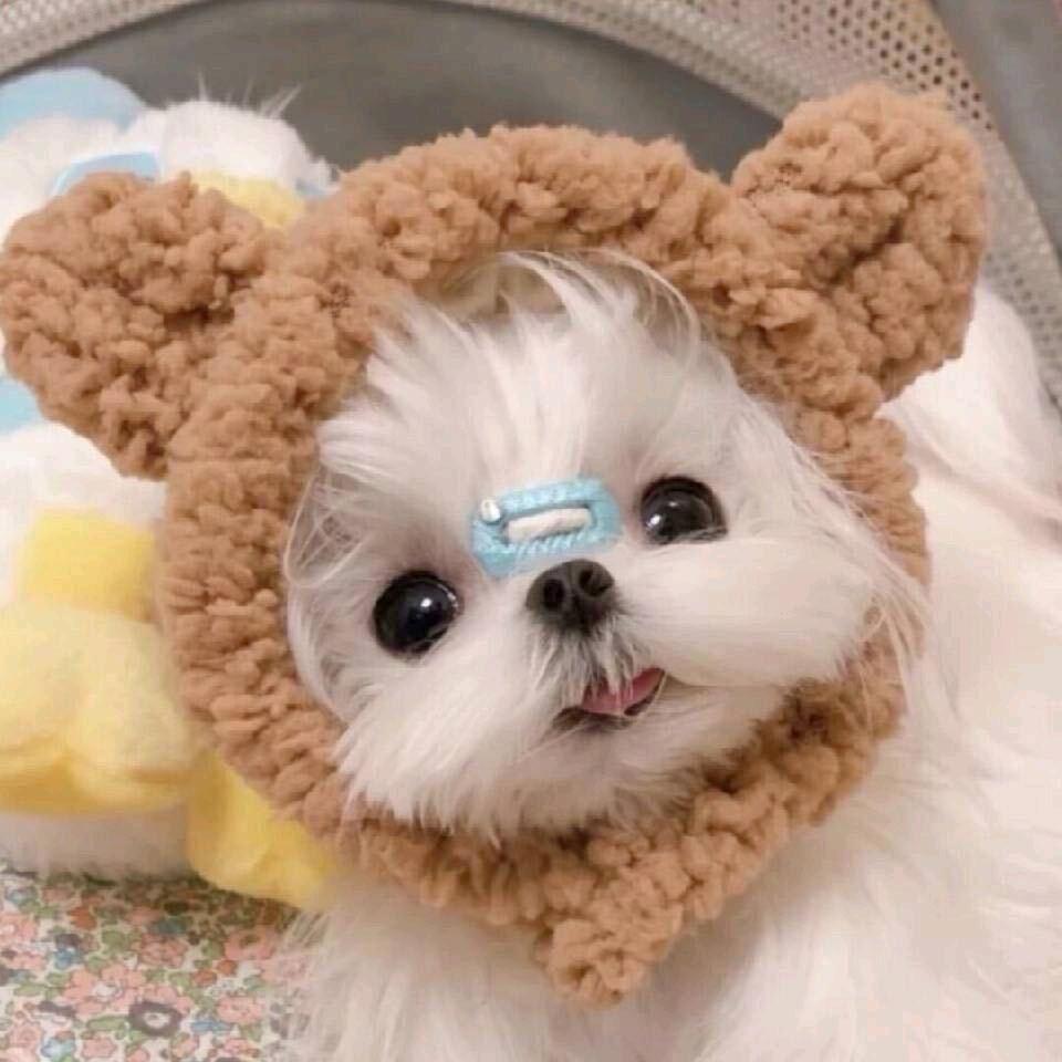 可可西里x