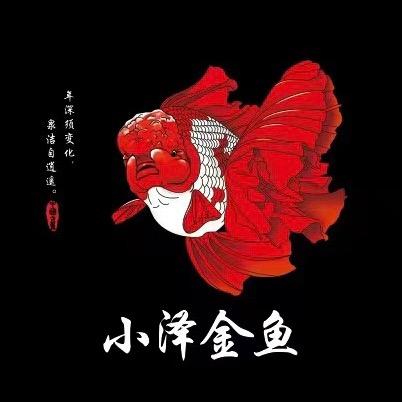 小泽金鱼
