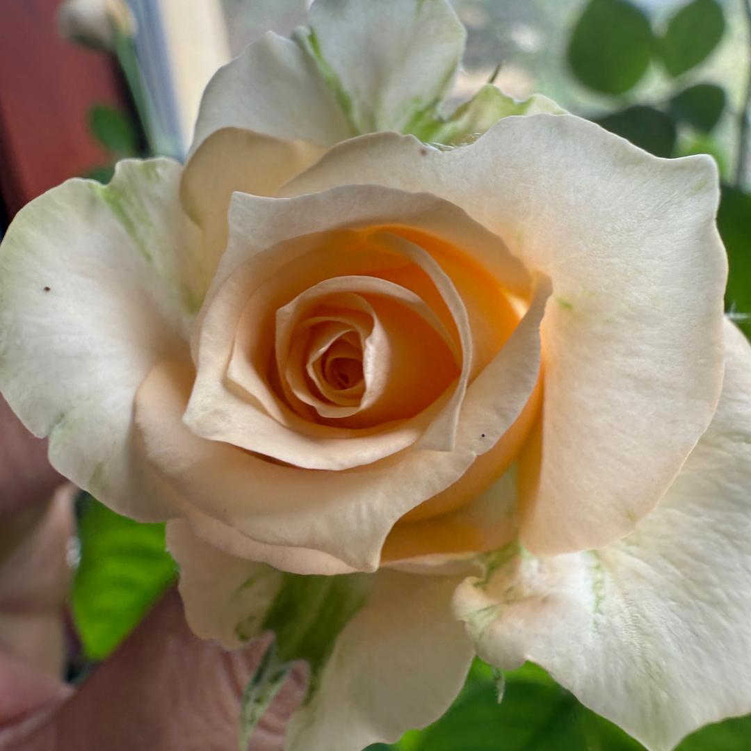 帮砍价潮流时尚服饰1