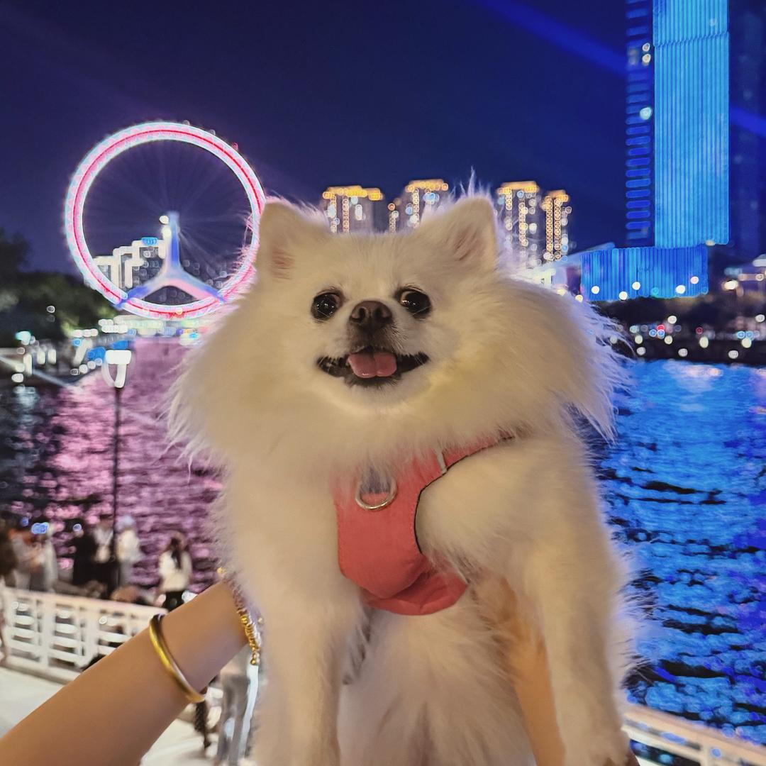 普通的小狗