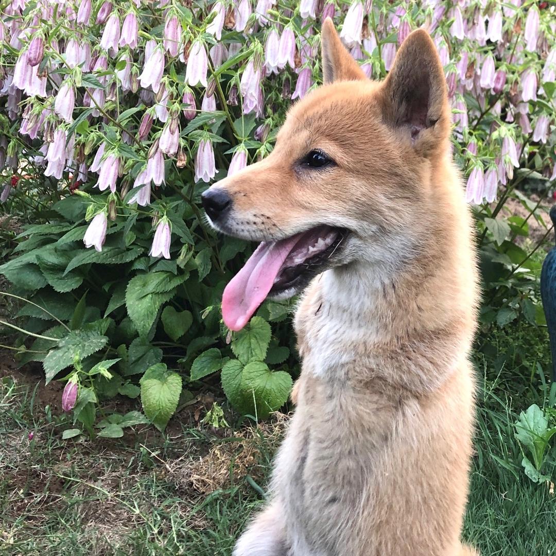 小狗多宝