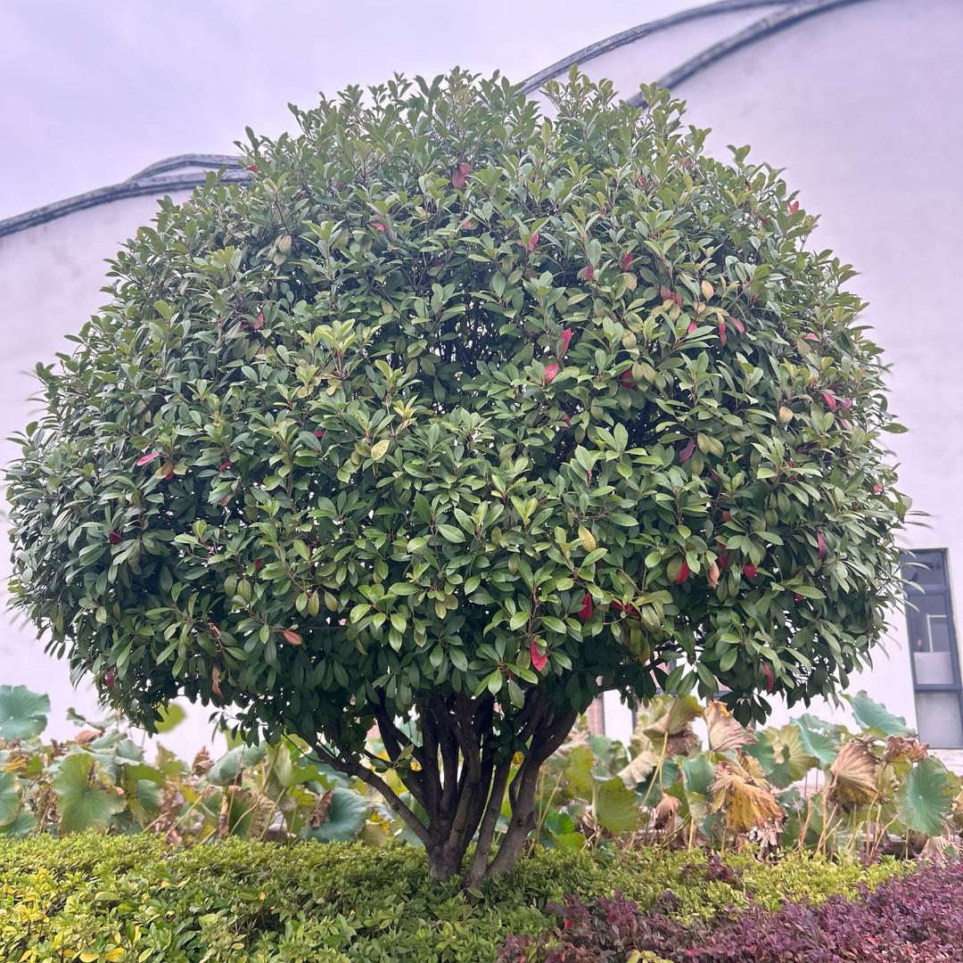 龘臢瀣躞
