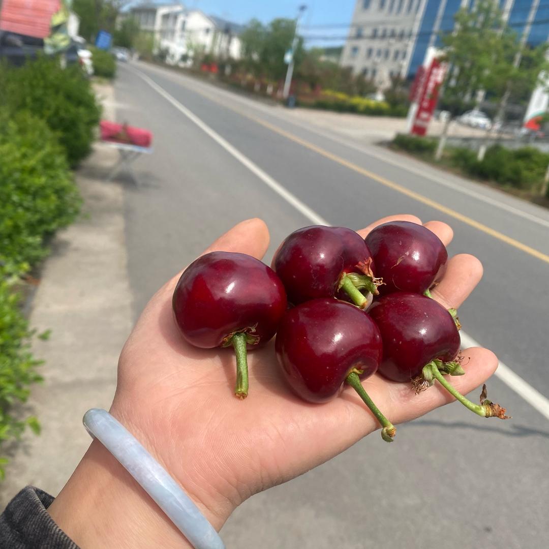 🍒初鲜大棚樱桃🍒