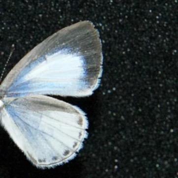 Can(考摩托车驾驶证版🤓)