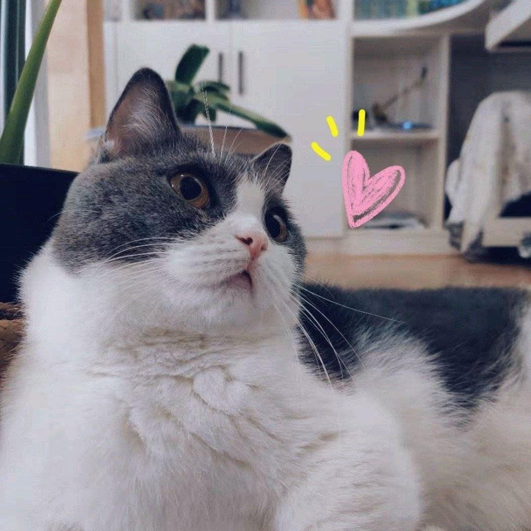 🌈一只坚果🌈