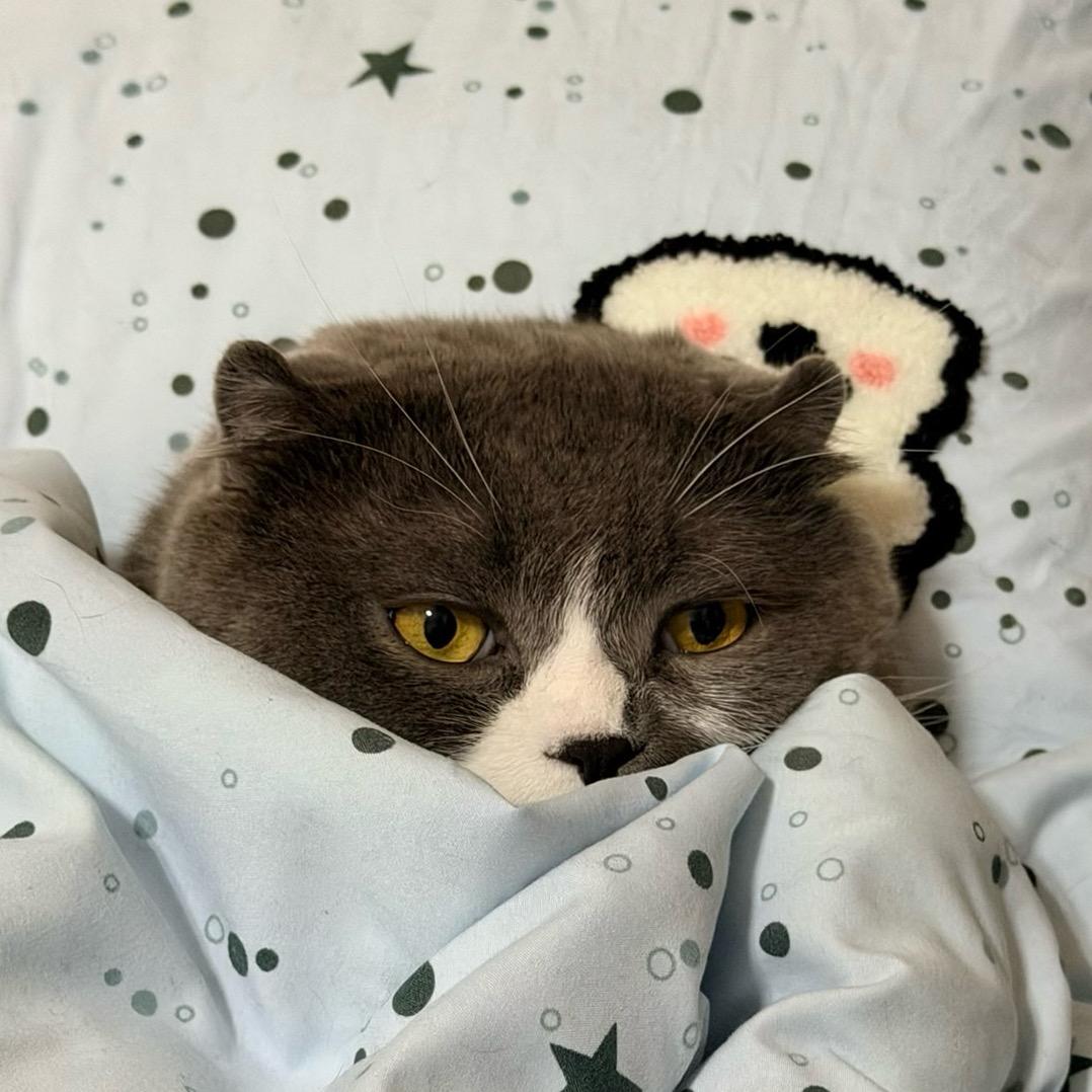 🌈该睡觉了🐾