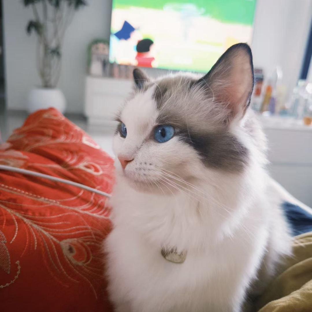 老杨