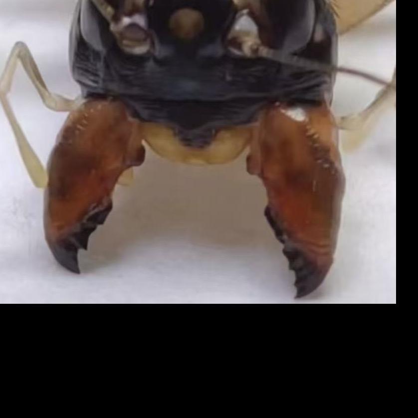 虎头蜂冬板蟋蟀蛐蛐