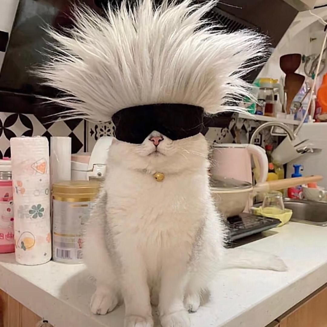 五条猫