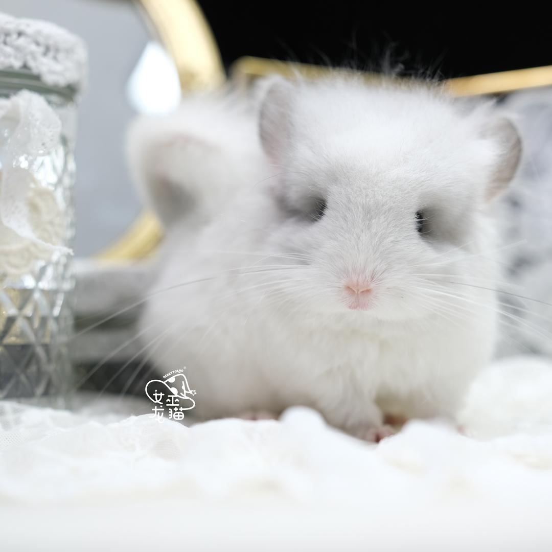 女巫龙猫