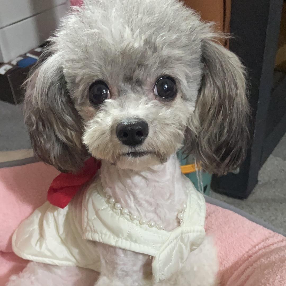豆豆和莉莉🌸