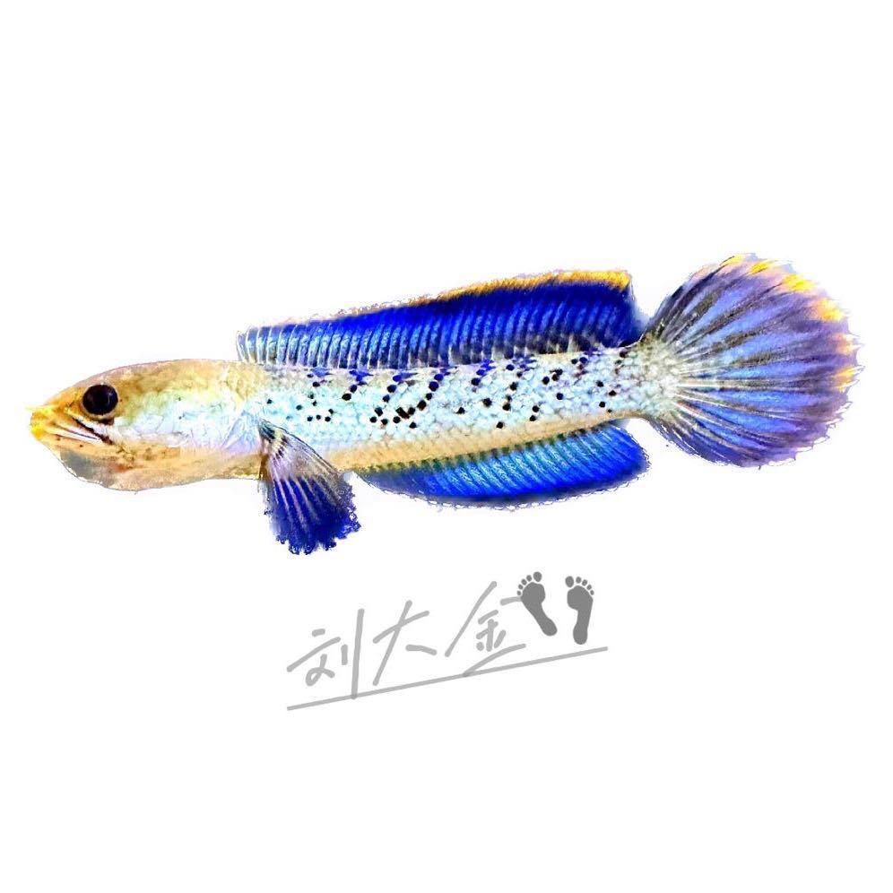 刘大金🐬【精品野蛇版】