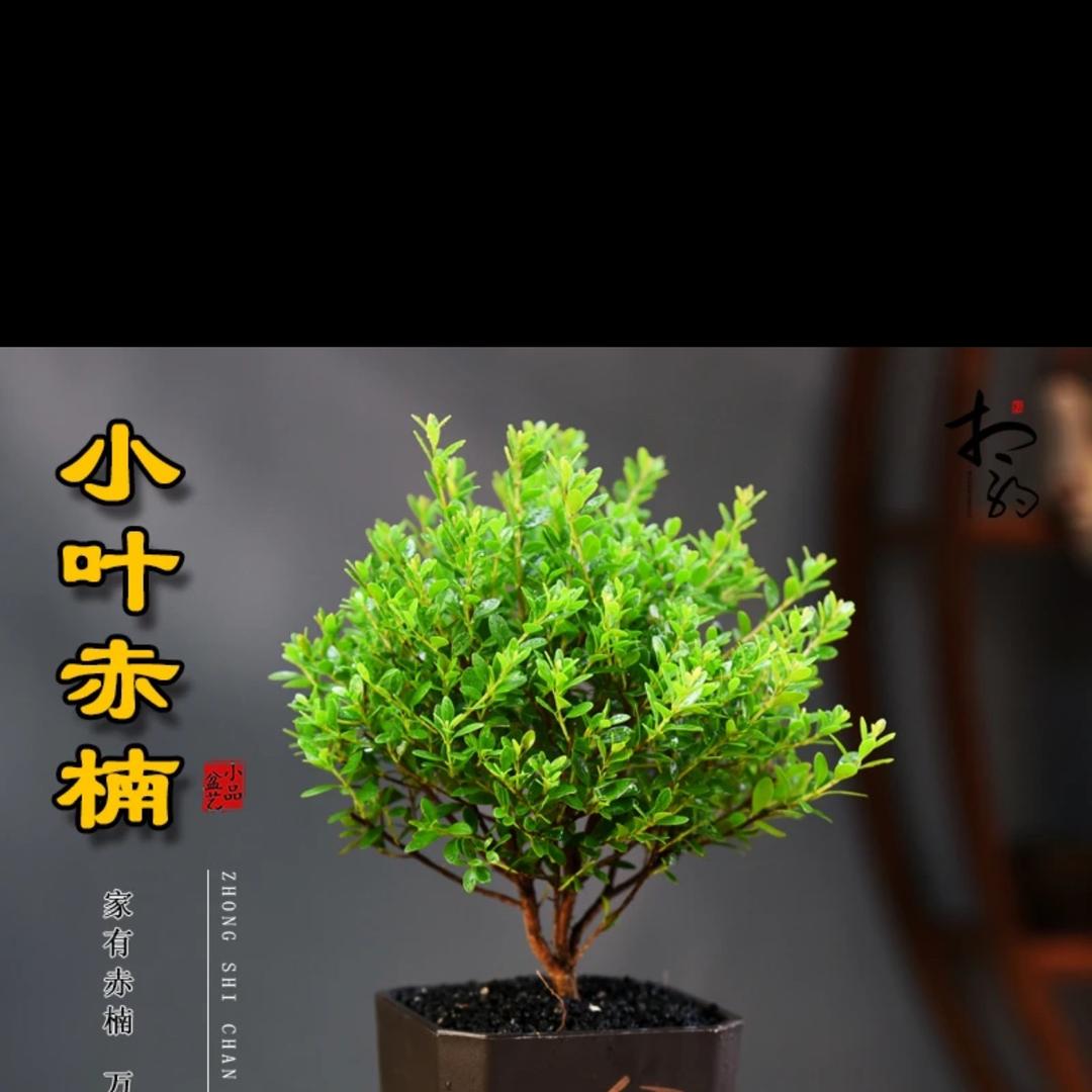 绿植乐园