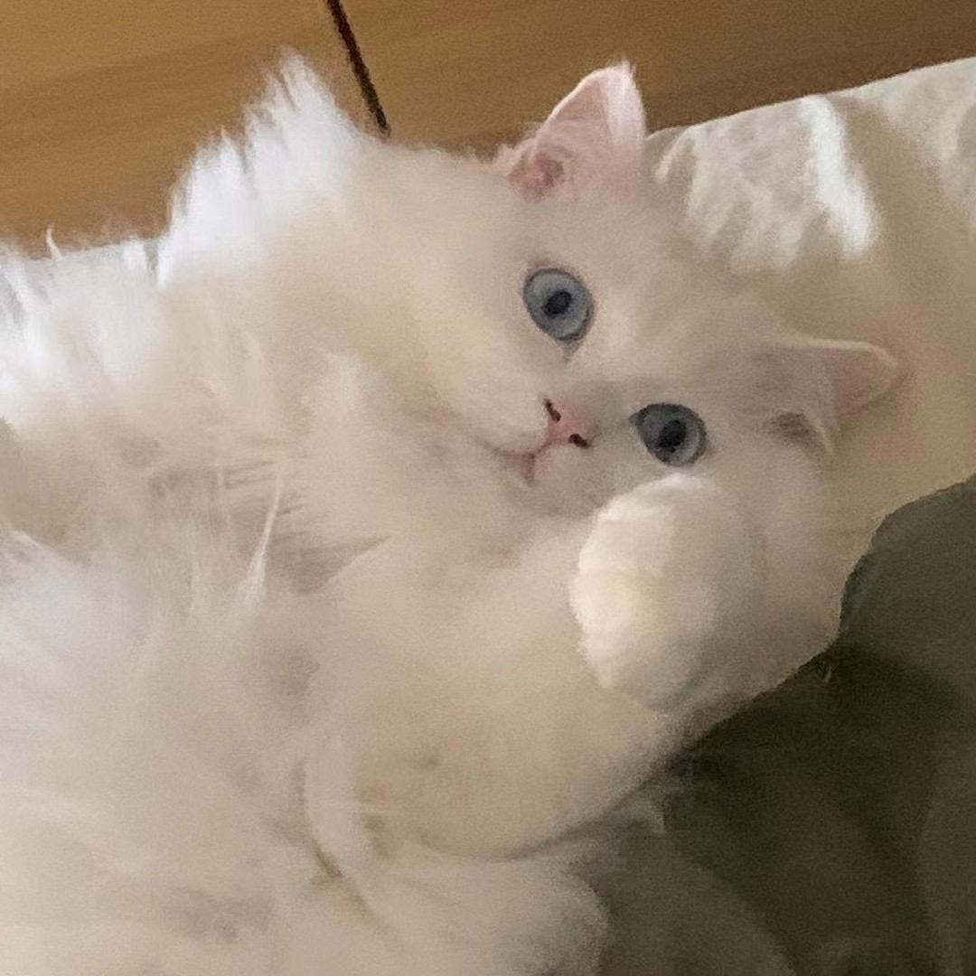 ◡̈