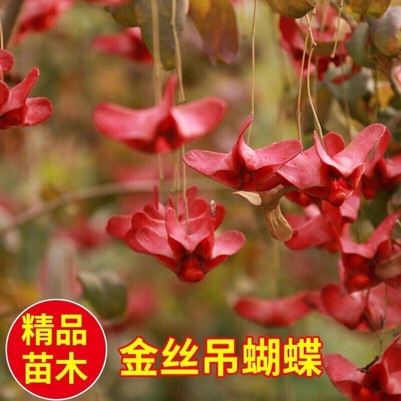 翠意缘花卉