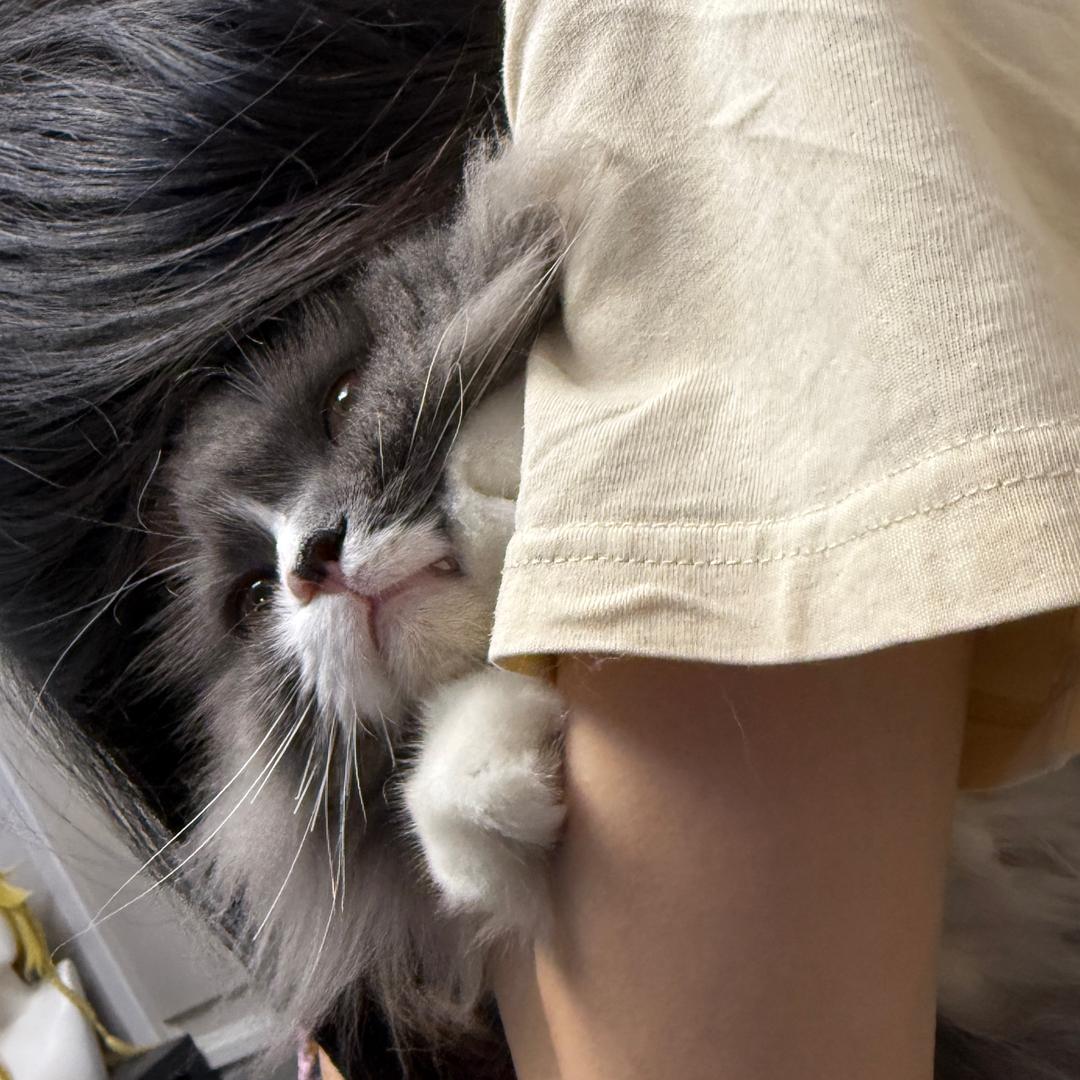 怡